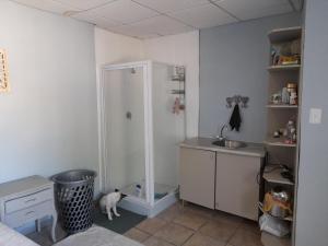 a bathroom with a shower and a cat in it at Safari Villa Boutique Hotel in Windhoek