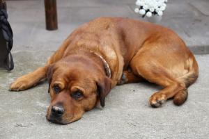 brązowy pies leżący na ziemi w obiekcie Hof Schlossblick w mieście Bösdorf