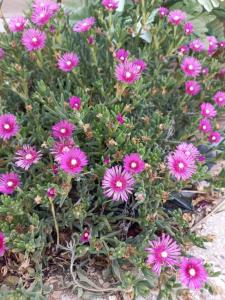 a bunch of pink flowers in a garden at B&B Stupor Mundi in Altamura