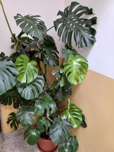 a green plant in a pot next to a wall at B&B Stupor Mundi in Altamura