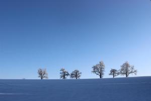 een groep bomen in een met sneeuw bedekt veld bij Auszeit auf dem Lindenhof in Wangen im Allgäu