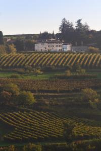 グレッツァーナにあるCa' del Moro Wine Retreatの白家を背景にしたブドウ畑