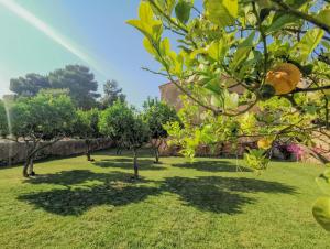 an orchard of orange trees in a yard at Feudo Nobile in Gela