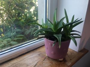 a plant in a pot sitting on a window sill at Driftwood Loft in Killyleagh