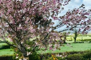 een boom met roze bloemen op een veld bij Eden Cottage in Lisburn