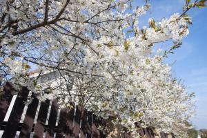 Fotografia z galérie ubytovania IdyllicPrague Cherry Tree Cottage v destinácii Černý Vŭl