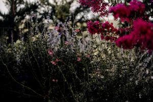 A garden outside Hillside In