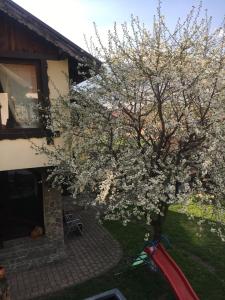 Zahrada ubytování Pensiunea DARMA