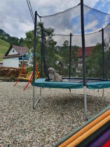 a monkey is sitting on a swing at Vila 4 Anotimpuri in Moieciu de Sus
