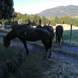 un grupo de caballos pastando en un campo en Cabañas Los Canelos Pucon, Hermosa Granja de 20 hectaréas a orillas del Río Liucura, en Pucón