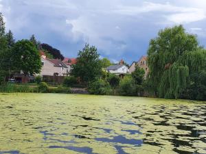 un grande bacino d'acqua con alberi e case di FeWo "Am Teich" a Kreischa