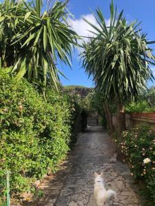 Imagen de la galería de PuraVida 3, en Anzio