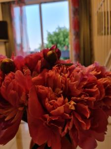 une fleur rouge assise au-dessus d'une table dans l'établissement Hotel Cara Vita Cologne, à Cologne
