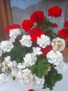 梅扎诺Casa Jolie的相册照片