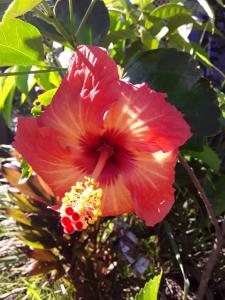 a red hibiscus flower on a tree at Royal Authenticité in Patio
