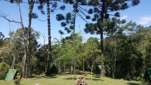 two giraffes standing in a field with trees at Gran Camping Cabanas da Fazenda in Visconde De Maua
