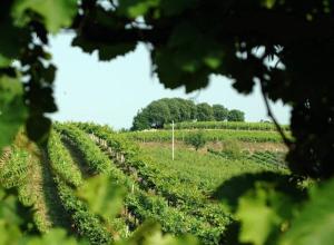 un campo di colture con alberi sullo sfondo di Hotel La Spia D'Italia a Solferino Altre 29 foto