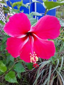 een roze bloem in een tuin bij ROYAL Tapo-Tapo in Patio