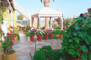 Zahrada ubytování Palm Garden Villa