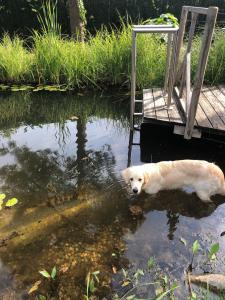 Domácí mazlíčci ubytovaní s hosty v ubytování MILLIEs hosting - Familienurlaub mit Hund in Kärnten
