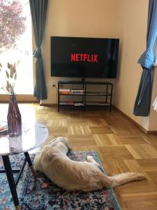 a dog laying on a rug in front of a tv at MILLIEs hosting - Familienurlaub mit Hund in Kärnten in Sankt Paul im Lavanttal