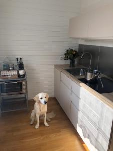 Domácí mazlíčci ubytovaní s hosty v ubytování MILLIEs hosting - Familienurlaub mit Hund in Kärnten