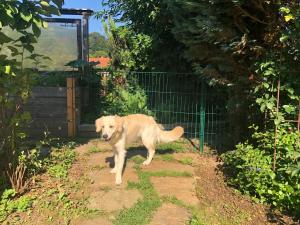 Domácí mazlíčci ubytovaní s hosty v ubytování MILLIEs hosting - Familienurlaub mit Hund in Kärnten