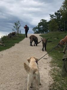 Domácí mazlíčci ubytovaní s hosty v ubytování MILLIEs hosting - Familienurlaub mit Hund in Kärnten