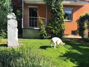 Domácí mazlíčci ubytovaní s hosty v ubytování MILLIEs hosting - Familienurlaub mit Hund in Kärnten