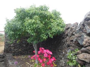 A garden outside Casa Rural Aborigen Bimbache