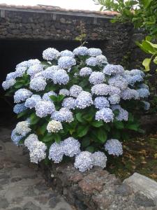 A garden outside Casa Rural Aborigen Bimbache