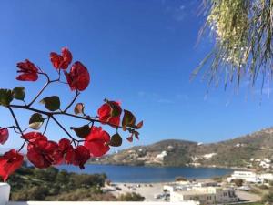 a branch with red flowers with a view of a lake at Helios Pension in Ios Chora