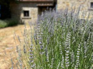 Vonkajšia záhrada v ubytovaní Cottage in Tuscany near Forest and Lake