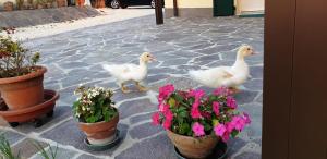 Zdjęcie z galerii obiektu Borgo Tarapino w mieście Ferrara