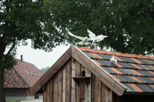 two white birds perched on top of a roof at Erve Jonkerhoeve in Heesch +11 photos