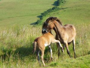 a horse and a baby horse standing in a field at The Dainty Den in Twitchen