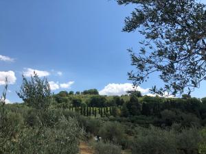 a view of a hill with trees and bushes at Montevenere 83 in Chiusi