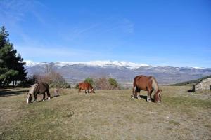 Tres caballos pastando en un campo con montañas en el fondo en Font-Romeu La Plane Sud - vue panoramique, en Font-Romeu-Odeillo-Via