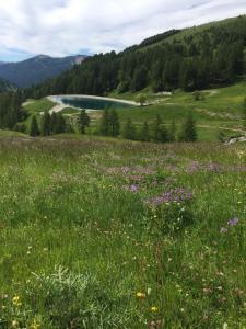 a field of flowers with a lake in the background at Studio montagne in Allos