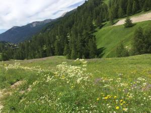 a field of flowers on a hill with mountains in the background at Studio montagne in Allos
