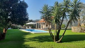 a palm tree and a swimming pool in a yard at Casa do Canastro in Vale de Cambra