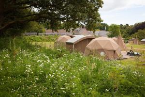 a group of tents in a field of flowers at Durrell Wildlife Camp in Trinity