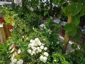 Zahrada ubytování Jeenmount Heritage Boutique Hotel