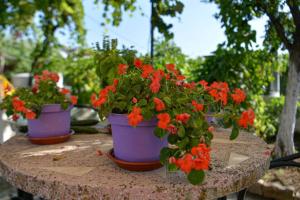 A garden outside Seaside Villa Alexandra,Acharavi.