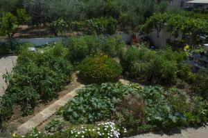 A garden outside Seaside Villa Alexandra,Acharavi.