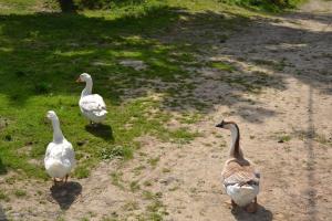 Loomad külalistemaja aladel või selle läheduses