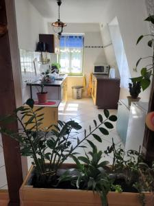 Η κουζίνα ή μικρή κουζίνα στο Pieschen Hertz _toller Preis