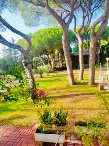 Vonkajšia záhrada v ubytovaní Agradable casa de campo con piscina en la Barrosa