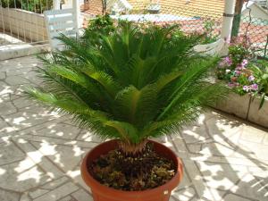 a palm tree in a pot on a patio at Rooms and Apartment Nike in Dubrovnik