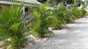 une rangée de palmiers devant un bâtiment dans l'établissement Villa Mila, 4 Bedroom holiday home with private pool and tropical view in a quiet residential area of Willemstad, Curacao, à Willemstad